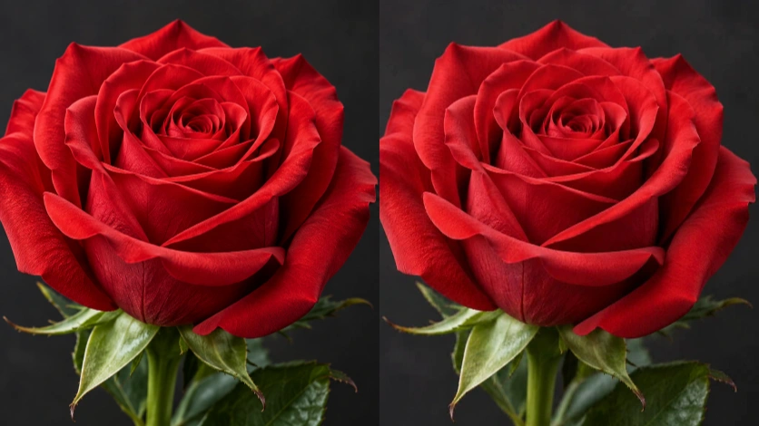 Matching detail crops of a photograph before and after repeated lossy JPEG compression.
