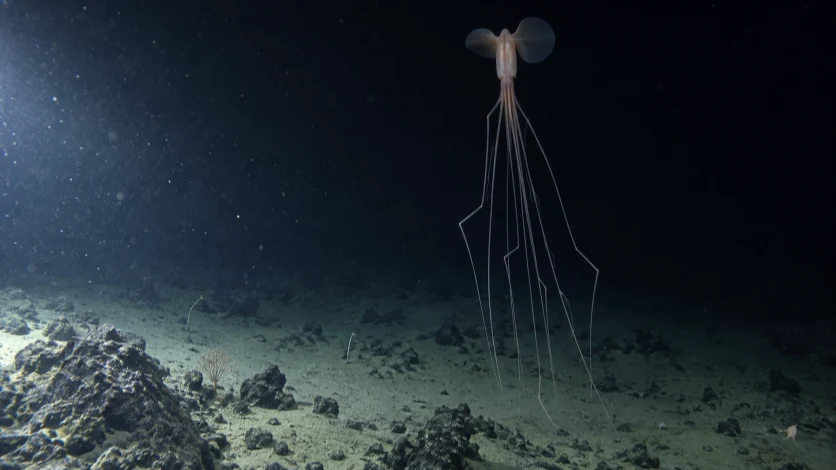 A bigfin squid suspended above the dark seafloor, with long arms and tentacles trailing below.
